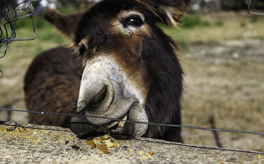 Funny field donkey