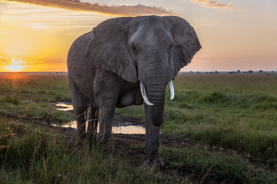 Elephants of Kenya - Photos taken in the Maasai Mara National Reserve in 2022