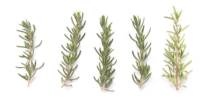 Branch of rosemary isolated on white background. Aromatic evergreen shrub