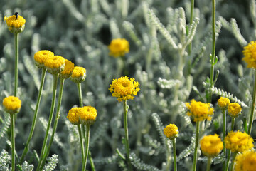 beautiful botanical shot, natural wallpaper