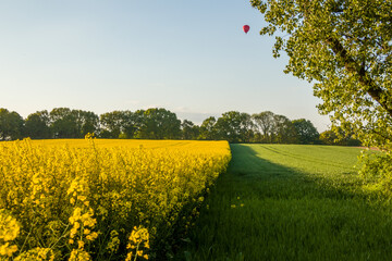 Blooming rapeseed in the fields