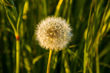 dandelion in the grass