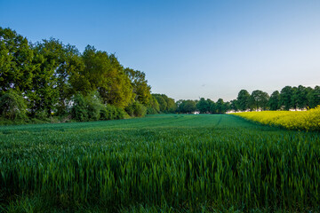field and sky