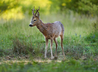 Roe deer by the forest