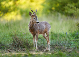 Roe deer by the forest