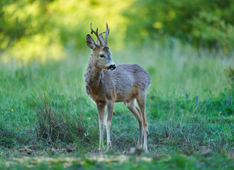 Roe deer by the forest