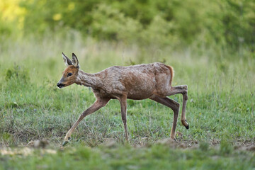 Roe deer by the forest