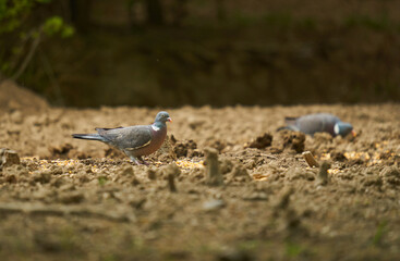 Wild pigeons searching for food