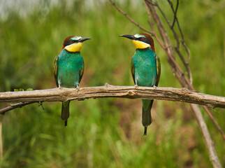Bee-eaters in a sunny day