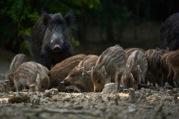Wild hog herd in the forest