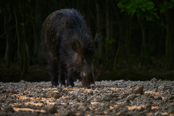 Wild hog female in the forest