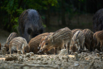 Wild hog herd in the forest