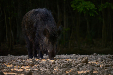Wild hog female in the forest