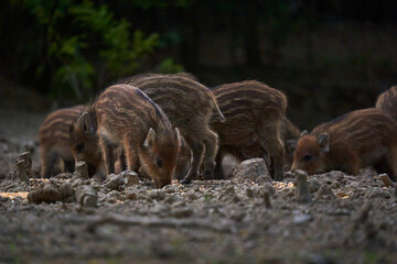 Wild hog herd in the forest