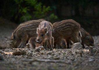 Wild hog herd in the forest