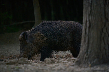Wild hog female in the forest