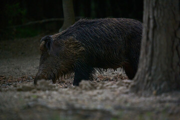 Wild hog female in the forest