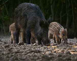 Wild hog herd in the forest