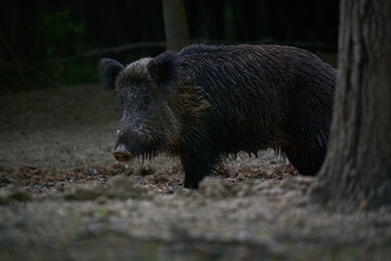 Wild hog female in the forest
