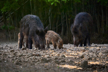 Wild hog herd in the forest