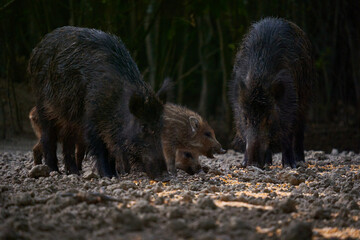 Wild hog herd in the forest
