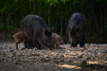 Wild hog herd in the forest