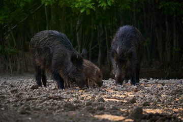 Wild hog herd in the forest