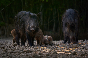 Wild hog herd in the forest