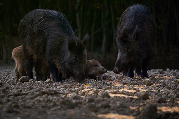 Wild hog herd in the forest