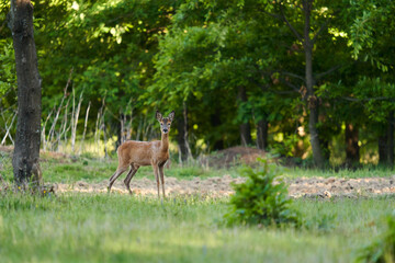 Roe deer by the forest