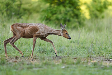 Roe deer by the forest