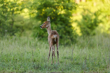 Roe deer by the forest