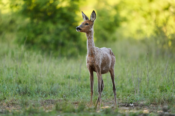 Roe deer by the forest