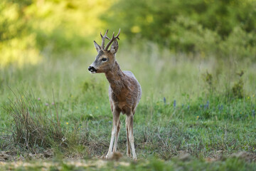 Naklejka na ściany i meble Roe deer by the forest