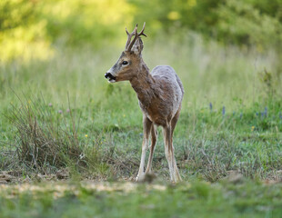 Roe deer by the forest