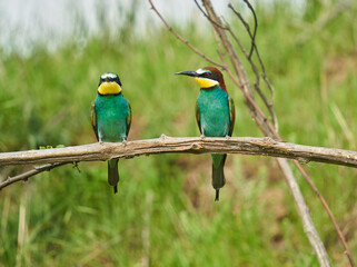 Bee-eaters in a sunny day