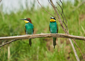 Bee-eaters in a sunny day