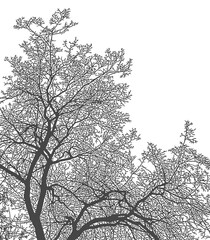 Silhouette of tree branches on a white background. Realistic black and white illustration of elm branches.