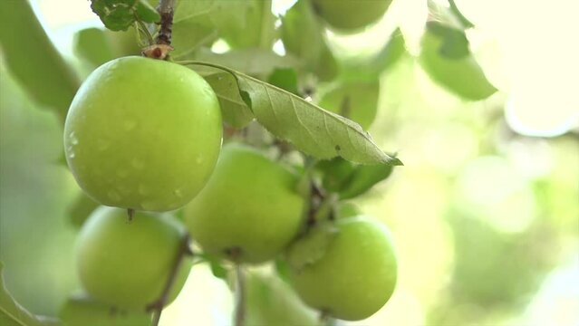 Fresh Organic Apples hanging on Branch on apple tree in a garden with rain drops, raining, watering garden. Green apple close-up. Organic Fruits growing in orchard, closeup. Slow motion 4K UHD 