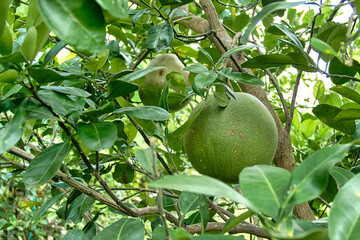 Pomelos growing on a tree in Thailand
