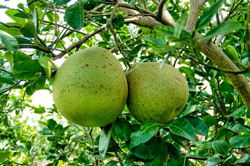 Pomelos growing on a tree
