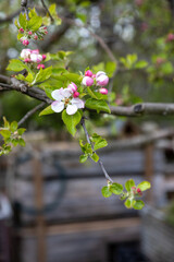 beautiful flowers of apple tree in spring