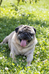 Fototapeta premium A pug sits on a meadow and watches the area