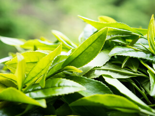 茶の木　若葉　新茶
