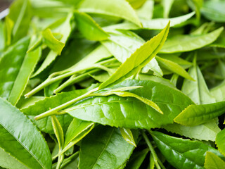 茶の木　若葉　新茶