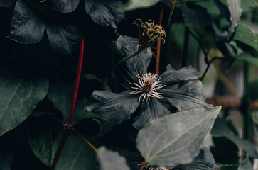 Beautiful background of black clematis flowers. Wonderful natural background. Black flowers