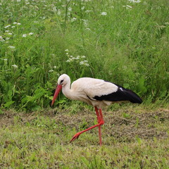 Mature White stork ,Ciconia ciconia walks on mowing grass field in summer