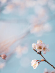 Blooming cherry blossom with light blue color background. sign of spring