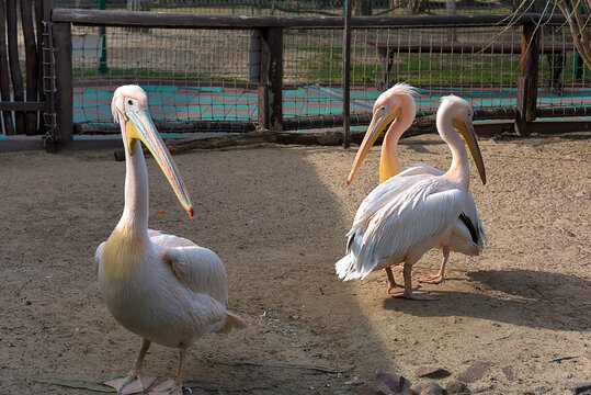 Three Pink Pelicans (Pelecanus onocrotalus) walk in the enclosure