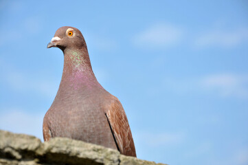 white dove on blue sky